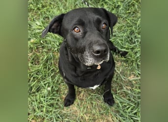 Nanny - liebe Hundeseniorin
