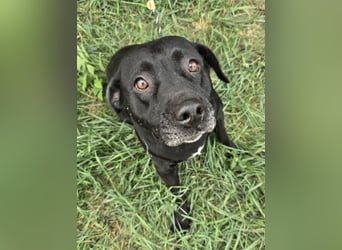 Nanny - liebe Hundeseniorin