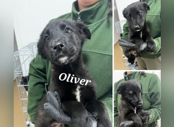 3 Labbimix Jungs suchen ihr Glück