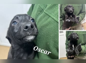 3 Labbimix Jungs suchen ihr Glück