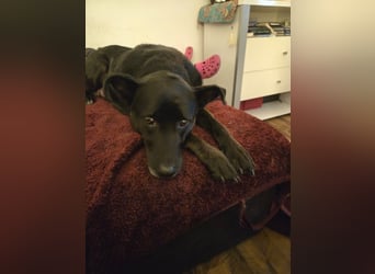 Dringend Mia sucht Zuhause oder Pflegestelle