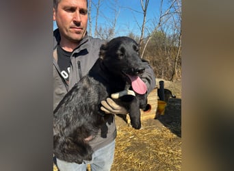 Labbimix Oliver wünscht sich ein Zuhause