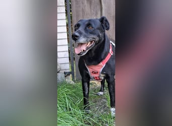 Blacky freut sich auf Deinen Besuch