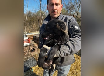 Labbimix Oliver wünscht sich ein Zuhause