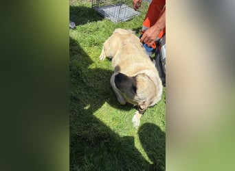 Labbimix Luna sucht ihr Glück
