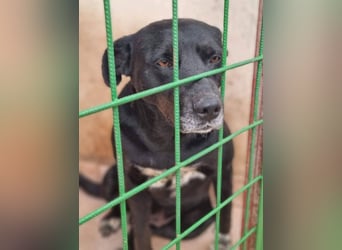 Blacky freut sich auf Deinen Besuch