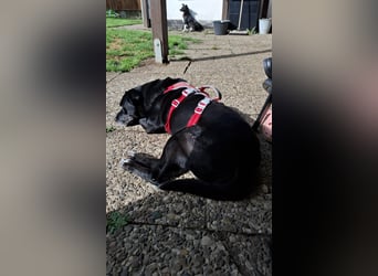 Blacky freut sich auf Deinen Besuch