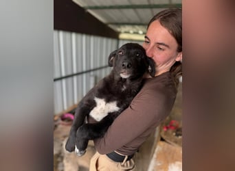 Labbimix Jax sucht sein Glück