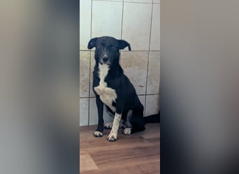 Labbimix Tasha sitzt noch in der Tötung