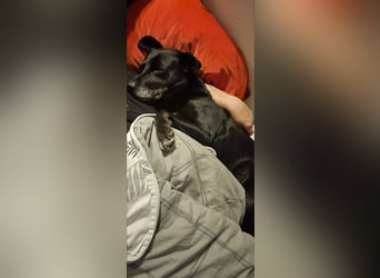 Tolle Labbimix Maus freut sich auf Deinen Besuch