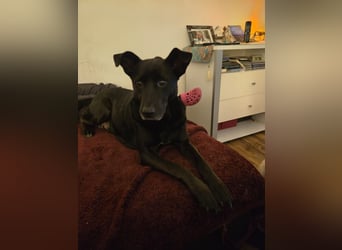 Dringend Mia sucht Zuhause oder Pflegestelle