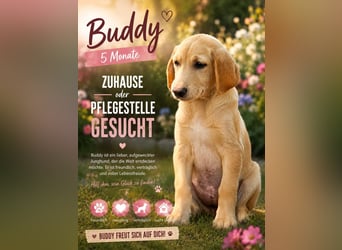 Labbimix Buddy sucht sein Glück