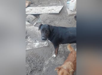 Hübsche Tama wünscht sich ein Zuhause