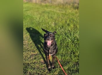 Dringend Mia sucht Zuhause oder Pflegestelle