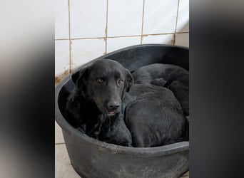 Hübsche Labbimix Maus sitzt in der Tötung