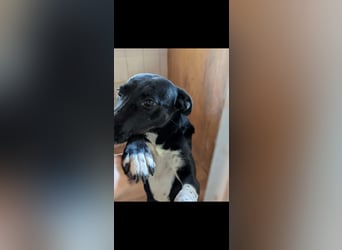 Labbimix Tasha sitzt noch in der Tötung