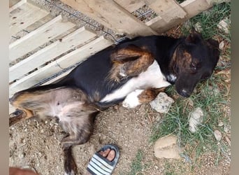 Hübsche Tama wünscht sich ein Zuhause