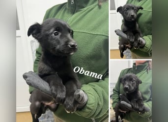 3 Labbimix Jungs suchen ihr Glück