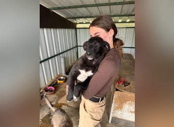 Labbimix Jax sucht sein Glück
