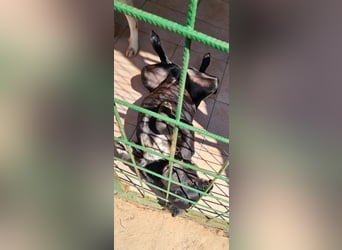 Dringend Omi sitzt noch in der Tötung