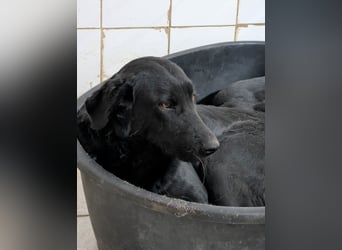 Hübsche Labbimix Maus sitzt in der Tötung