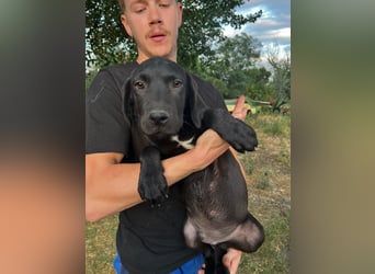 Labbimix Benno sucht sein Glück