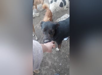 Hübsche Tama wünscht sich ein Zuhause