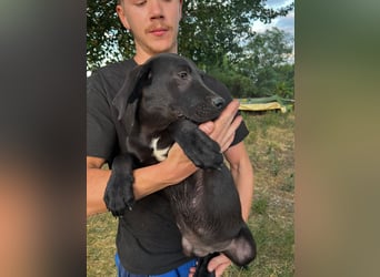 Labbimix Benno sucht sein Glück