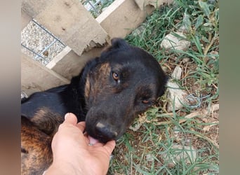 Hübsche Tama wünscht sich ein Zuhause