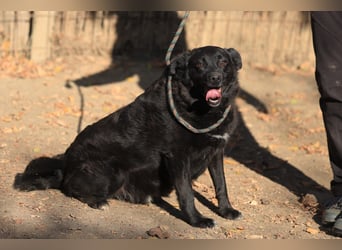 Liebenswerter dem Menschen zugewandter Rüde sucht sein für immer Zuhause