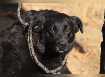 Liebenswerter dem Menschen zugewandter Rüde sucht sein für immer Zuhause