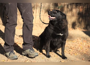 Liebenswerter dem Menschen zugewandter Rüde sucht sein für immer Zuhause