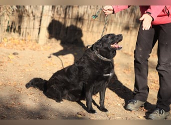 Liebenswerter dem Menschen zugewandter Rüde sucht sein für immer Zuhause
