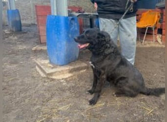 Liebenswerter dem Menschen zugewandter Rüde sucht sein für immer Zuhause