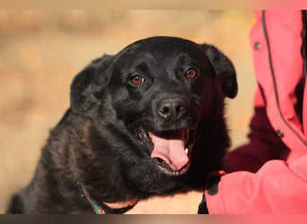 Liebenswerter dem Menschen zugewandter Rüde sucht sein für immer Zuhause