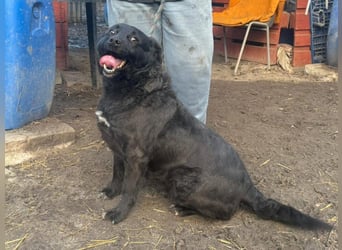 Liebenswerter dem Menschen zugewandter Rüde sucht sein für immer Zuhause