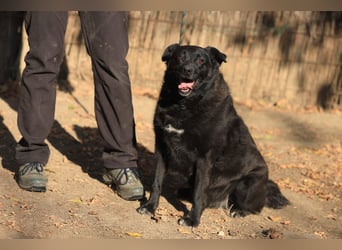 Liebenswerter dem Menschen zugewandter Rüde sucht sein für immer Zuhause