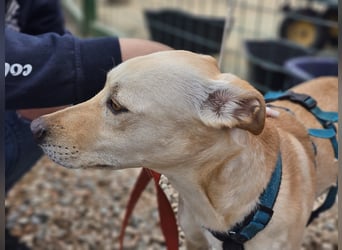 Bubu - Wer schenkt ihm das sichere FÜR-IMMER-ZUHAUSE