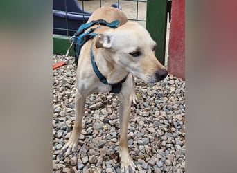 Bubu - Wer schenkt ihm das sichere FÜR-IMMER-ZUHAUSE