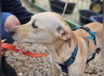 Bubu - Wer schenkt ihm das sichere FÜR-IMMER-ZUHAUSE