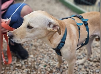 Bubu - Wer schenkt ihm das sichere FÜR-IMMER-ZUHAUSE