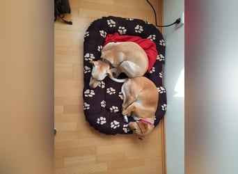 Bubu - Wer schenkt ihm das sichere FÜR-IMMER-ZUHAUSE