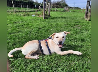 Bubu - Wer schenkt ihm das sichere FÜR-IMMER-ZUHAUSE