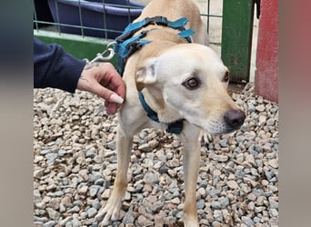 Bubu - Wer schenkt ihm das sichere FÜR-IMMER-ZUHAUSE