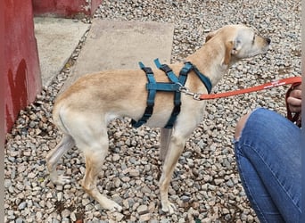 Bubu - Wer schenkt ihm das sichere FÜR-IMMER-ZUHAUSE