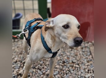 Bubu - Wer schenkt ihm das sichere FÜR-IMMER-ZUHAUSE