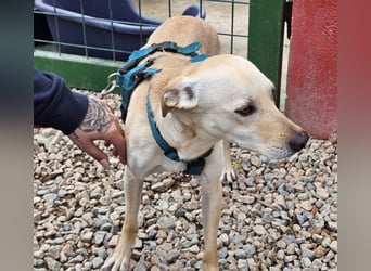 Bubu - Wer schenkt ihm das sichere FÜR-IMMER-ZUHAUSE