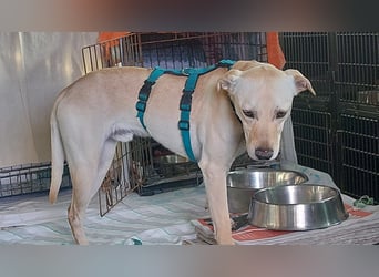 Bubu - Wer schenkt ihm das sichere FÜR-IMMER-ZUHAUSE