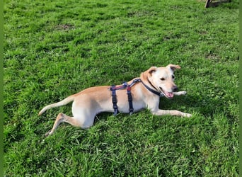 Bubu - Wer schenkt ihm das sichere FÜR-IMMER-ZUHAUSE