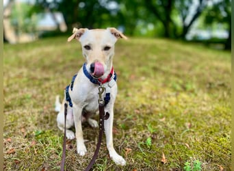 Bubu - Wer schenkt ihm das sichere FÜR-IMMER-ZUHAUSE
